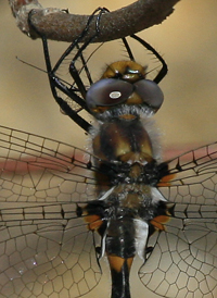 Uhler's Sundragon